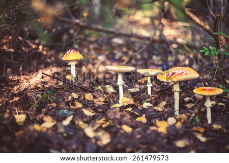 Closeup picture of amanita poisonous with red cap in wild forest in Latvia. Unedible mushroom growing in nature. Botanical photography. 