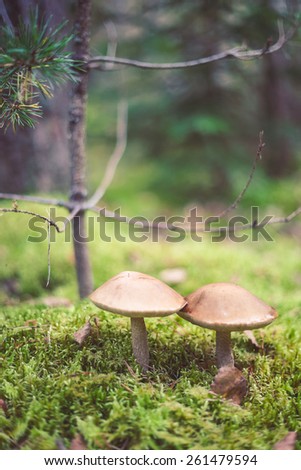 Closeup picture of Leccinum scabrum with brown cap growing in wild forest in Latvia. Edible mushroom growing in nature. Botanical photography. 
