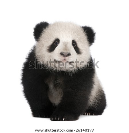 Giant Panda  (4 months)  - Ailuropoda melanoleuca in front of a white background
