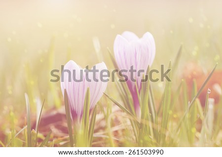 Soft photo of crocus flower early spring 