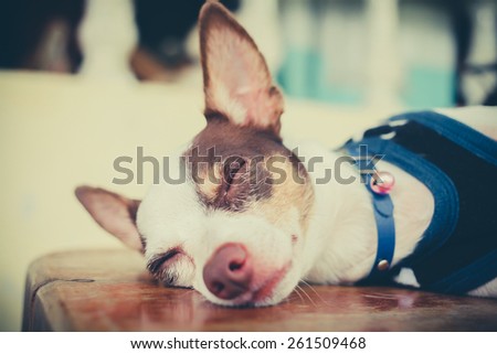 Bog Chihuahua  Royalty-Free Stock Photo #261509468