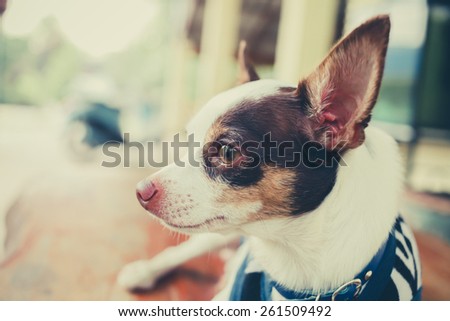 Bog Chihuahua  Royalty-Free Stock Photo #261509492