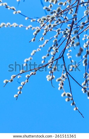 Pussy willow branches with white catkins on a blue sky background. Photo with shallow DOF, tonal correction