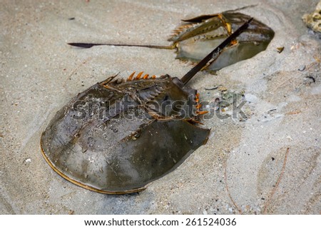 Horseshoe, Limulus polyphemus (lat. Xiphosura)
Group has hardly changed in millions of years; modern horseshoe crabs look almost identical to prehistoric genera and are considered to be living fossils Royalty-Free Stock Photo #261524036