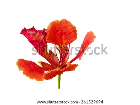 Beautiful African tree flower