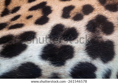 Panthera pardus skin