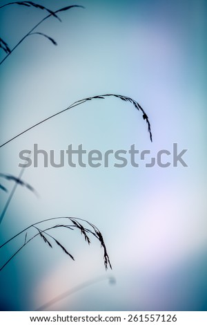 Abstract silhouettes of  dry grass against sky