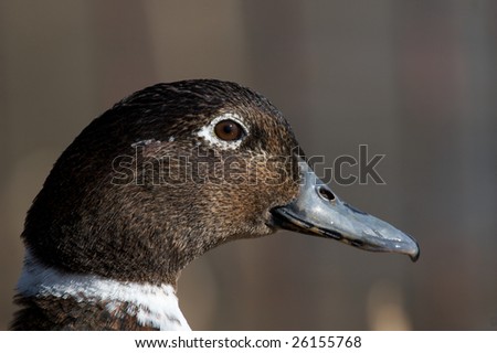 duck portrait