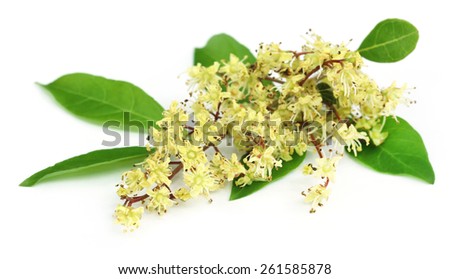 Henna leaves with flower over white background