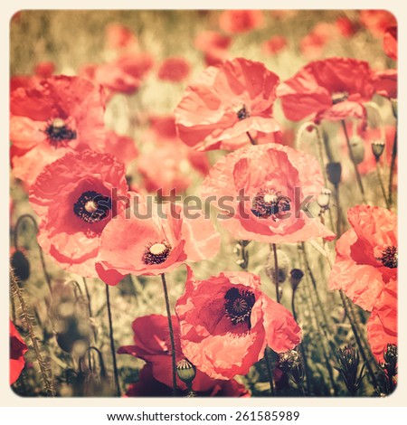 Poppy field, Instagram style. Filtered to look like an aged instant photo.
