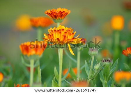 Marigold flowers on a green background - calendula