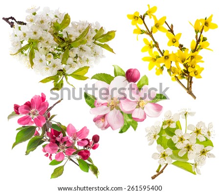 Spring flowers isolated on white background. Blossoms of apple and pear tree, cherry twig