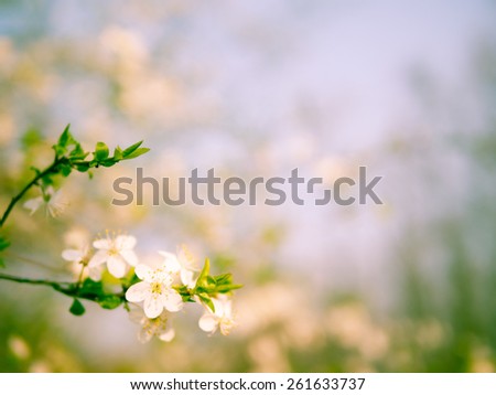 Blossoming tree branch with light blurred background nature. shallow depth of field