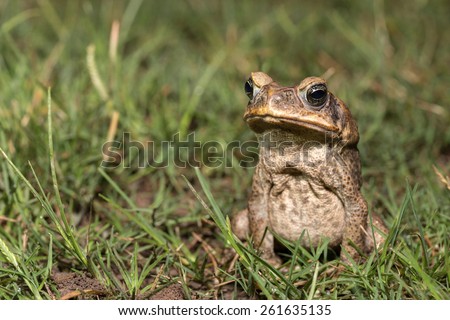 Toad of amazon river