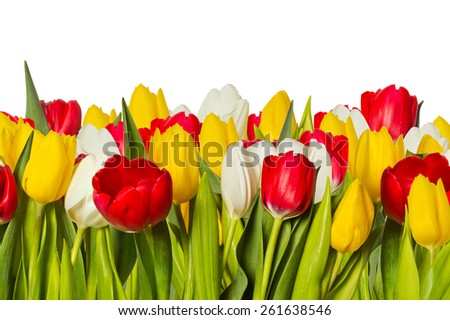 A number of tulips of different colors on a white background