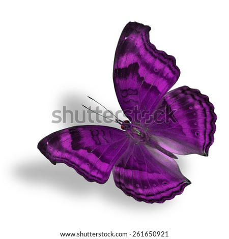 Beautiful Flying Purple Butterfly (Chocolate Pansy) isolated on white background with soft shadow