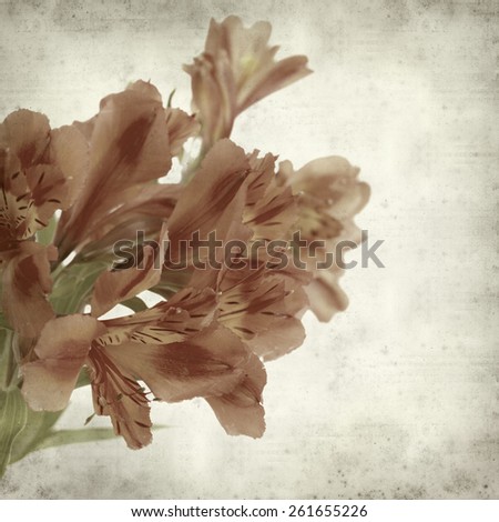 textured old paper background with Alstroemeria