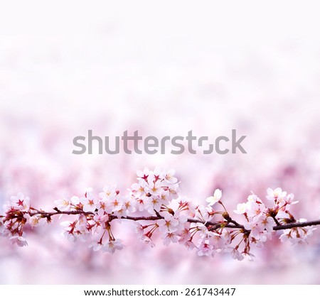 A branch of cherry blossoms with plenty of copy space. A straight branch of cherry blossom with beautiful pastel pink background. Shallow depth of field.