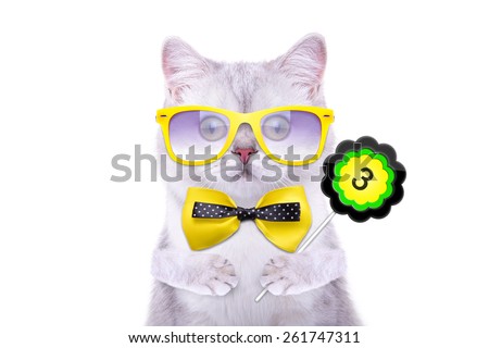 Smart beautiful british cat with a sign. Days of the month. Funny animals. Trendy cat dressed in beautiful clothes