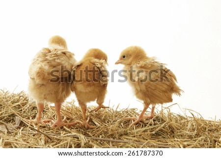 Three Chicks on Hay
