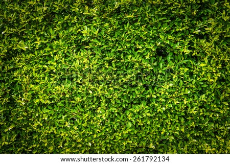 Green leaves surface
