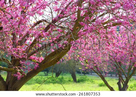 dreamy image of Spring Cherry blossoms tree