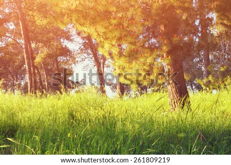 abstract photo of light burst among trees. image is filtered 