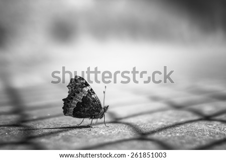 Close up of a butterfly in black and white, on blurry background.