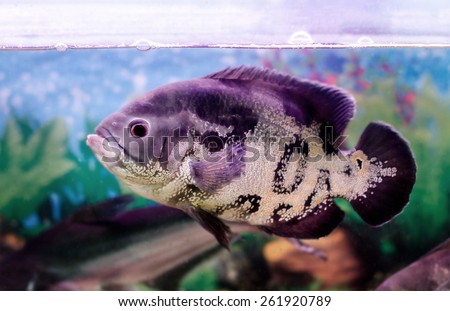 image of a beautiful aquarium fish Astronotus
