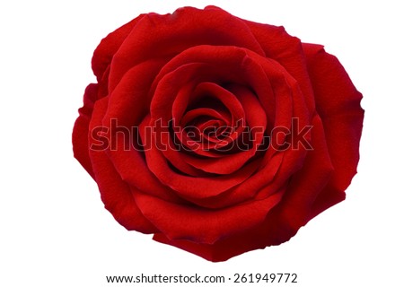 red rose isolated on white background Royalty-Free Stock Photo #261949772