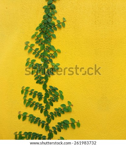 Coatbuttons Mexican daisy plant on yellow wall with space