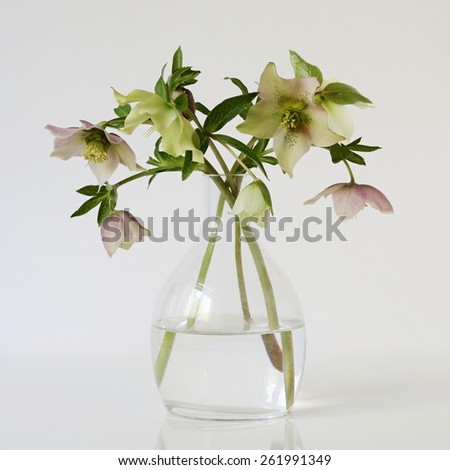 Bouquet of spring flowers hellebores in a vase. Floral still life with purple and yellow spring flowers helleborus.