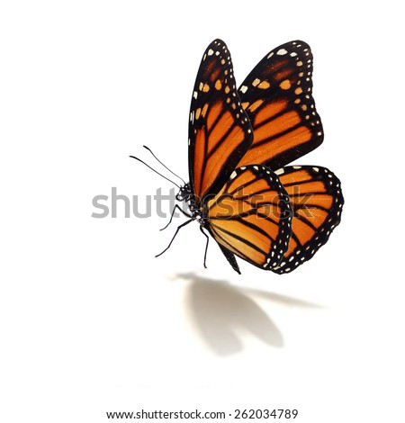 Beautiful monarch butterfly isolated on white background Royalty-Free Stock Photo #262034789