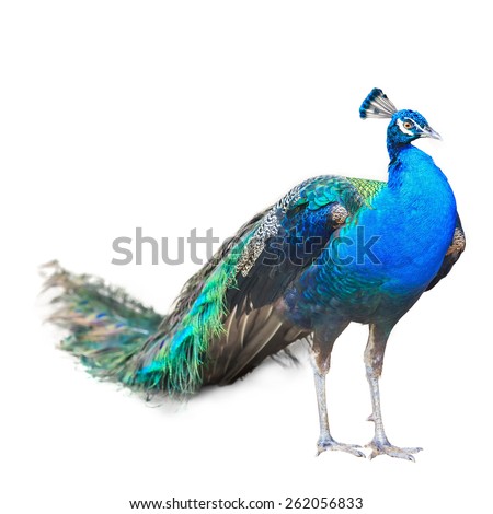 Beautiful Male Indian  Peacock Isolated On White Background. Royalty-Free Stock Photo #262056833