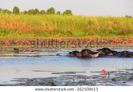 Buffalo  in the lotus pond