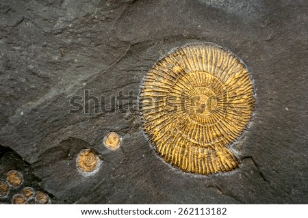 Fossil snail. Ammonite fossil embedded in stone. Royalty-Free Stock Photo #262113182