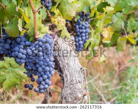 Bunches of rape cabernet sauvignon grapes growing in one of the vineyards in Western Cape, close to Franschhoek, South Africa. Landscape orientation. Royalty-Free Stock Photo #262117316