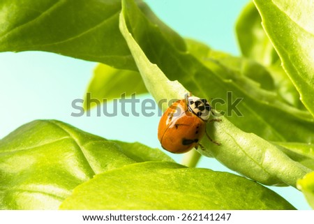 ladybug on the leaf of basil Royalty-Free Stock Photo #262141247