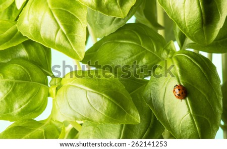 ladybug on the leaf of basil Royalty-Free Stock Photo #262141253