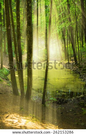 Forest with pond