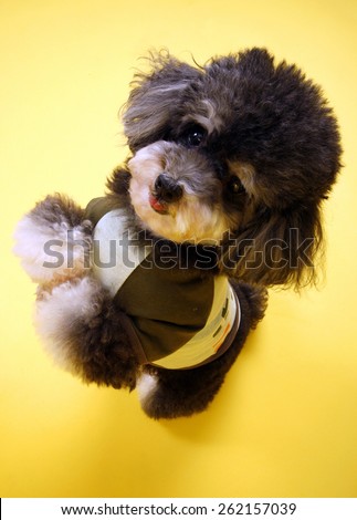 Black and white poodle dancing on yellow background while taking picture in studio.Dog in cotton shirt standing in front of the camera.