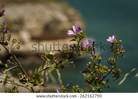 purple Cornish mallow flowers (Lavatera cretica) on a background of black sea 
