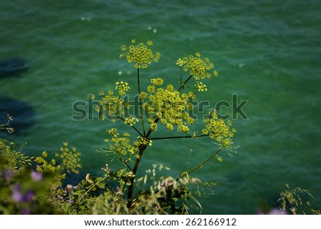 cow parsnip plant on a background of black sea 