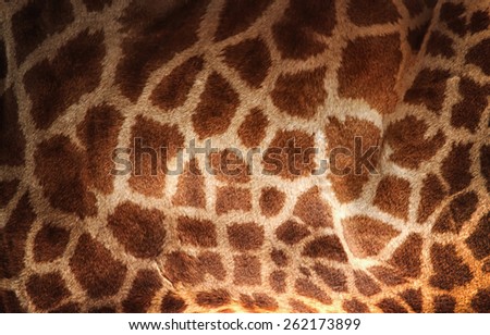 giraffe skin texture Royalty-Free Stock Photo #262173899