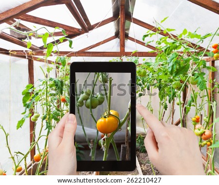 travel concept - tourist takes picture of tomatoes on bush inside greenhouse on smartphone,
