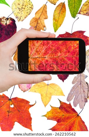 photographing flower concept - tourist takes picture of fallen autumn leaves on smartphone,