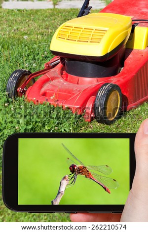 travel concept - tourist takes picture of red dragonfly on backyard in summer day on smartphone,