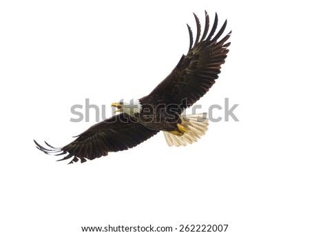Majestic Texas Bald Eagle in flight against a white background