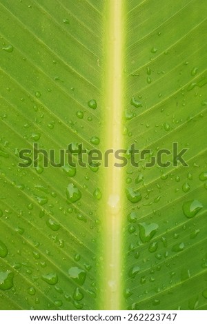 closeup Green banana leaf and water drop background abstract