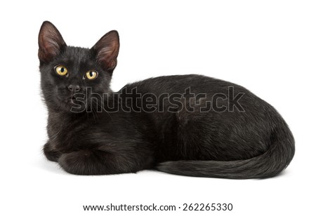 lying black cat, sideview